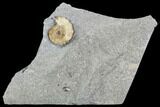 Fossil Ammonite (Promicroceras) - Lyme Regis #110714-1